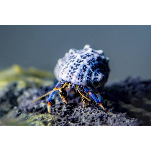 Blue Leg Hermit Crab (Clibanarius tricolor)