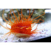 Electric Flame Scallop (Lima sp.) 