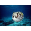 Spiny Pufferfish (Diodon Holocanthus) 