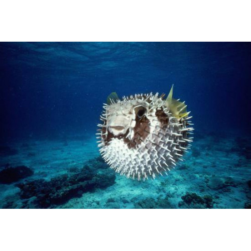 Spiny Pufferfish (Diodon Holocanthus) 