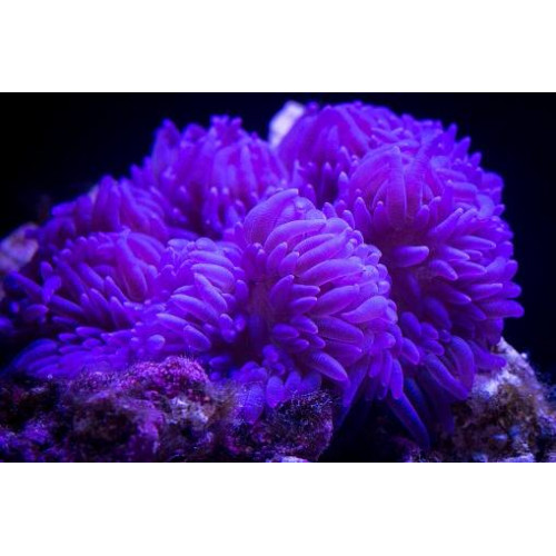 Sebae Anemone Purple
