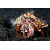 Anemone Hermit Crab (Dardanus Pedunculatus)