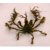 Spider Decorator Crab (Camposcia retusa)