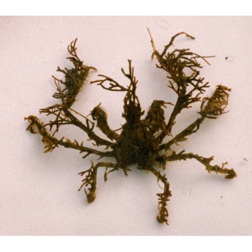 Spider Decorator Crab (Camposcia retusa)