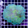 ULTRA REEF RAFT BUBBLE CORAL