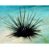 Black Longspine Urchin (Diadema Setosum)