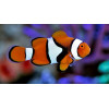 Percula Clownfish (Amphiprion Percula)