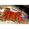 Halloween Hermit Crab (Ciliopagurus Strigatus)